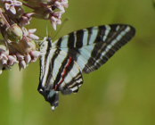 Zebra Swallowtail Wilderness 6_2015